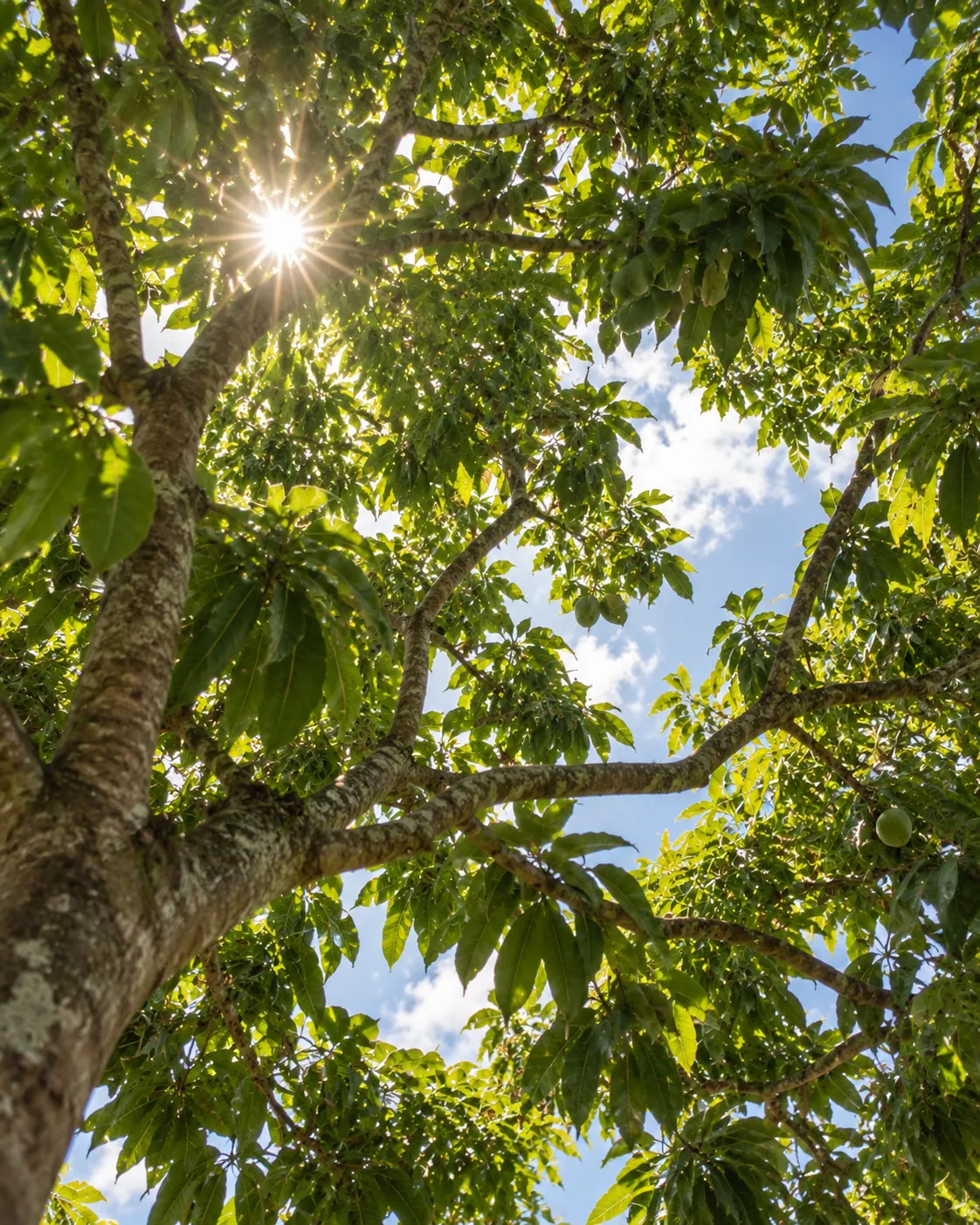 Looking up into the canopy of a mature fruit tree with sunlight breaking through the leaves